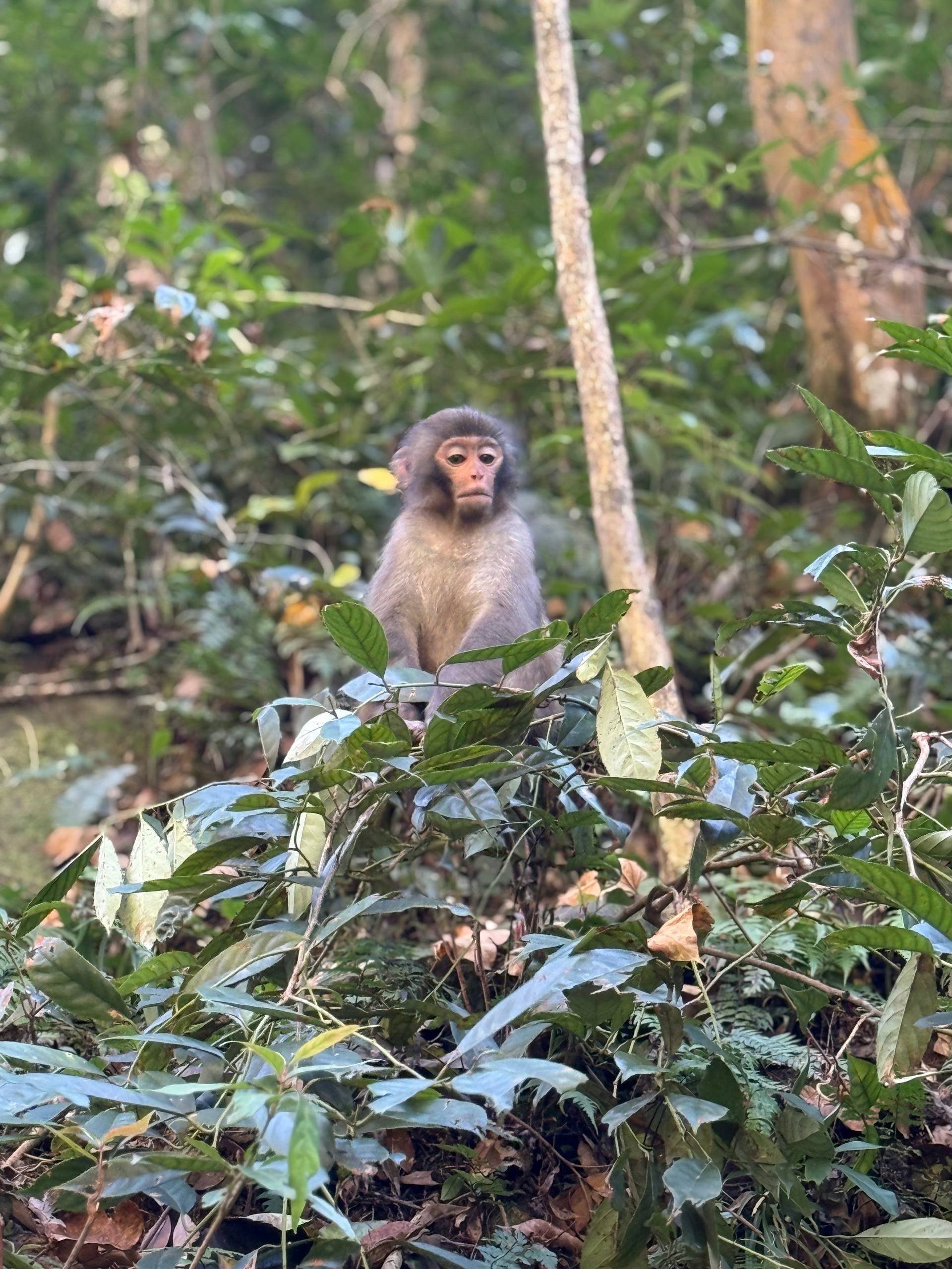 Горы «Аватара» - Прямой рейс 1